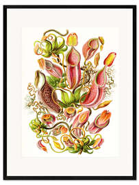 Framed art print Nepenthes, Nepenthaceae (Art Forms in Nature, 1899)