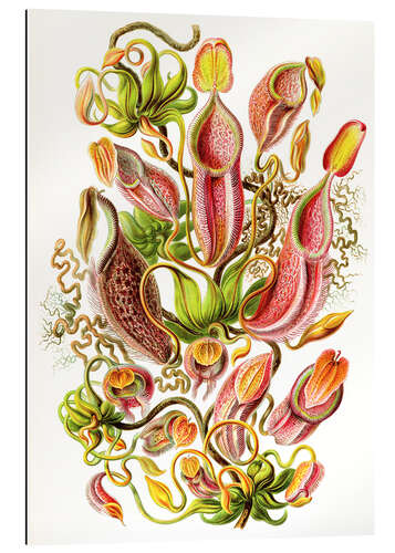 Gallery print Nepenthes, Nepenthaceae (Art Forms in Nature, 1899)