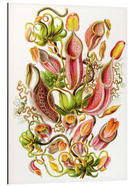 Magnettafel Kannenpflanzen, Nepenthaceae (Kunstformen der Natur, 1899)