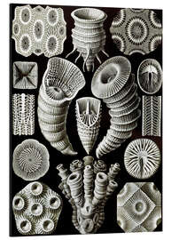 Tableau en aluminium Rugosa, Tetracoralla (Formes artistiques de la nature, 1899)