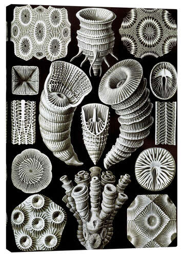 Lienzo Corales rugosos, Tetracoralla (Obras de arte de la naturaleza, 1899)