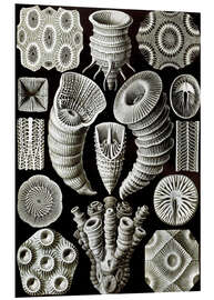 Tableau en PVC Rugosa, Tetracoralla (Formes artistiques de la nature, 1899)