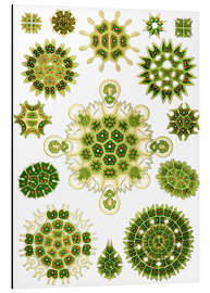 Aluminium print Green algae, Melethallia (Art Forms in Nature, 1899)