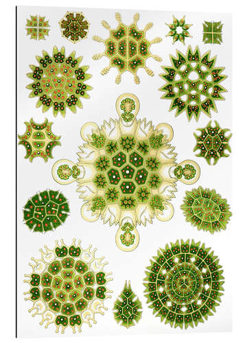 Gallery print Zielenice, Melethallia (Kunstformen der Natur, 1899)