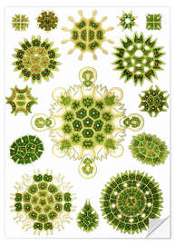 Wall sticker Green algae, Melethallia (Art Forms in Nature, 1899)