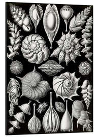 Magnettafel Kammerlinge, Thalamphora (Kunstformen der Natur, 1899)