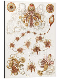 Aluminium print Siphonophores, Siphonophorae (Art Forms in Nature, 1899) III