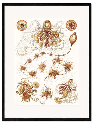Kehystetty taidepainatus Uimapolyypit, Siphonophorae (Art Forms in Nature, 1899) III