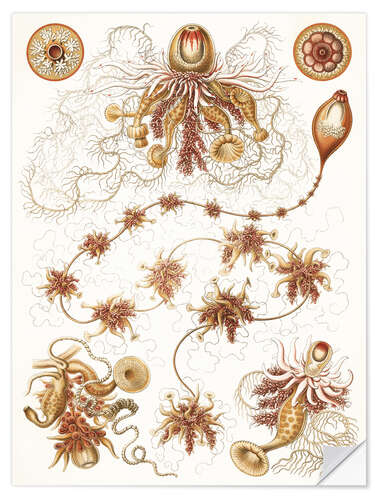 Selvklebende plakat Kolonimaneter, Siphonophorae (Naturens kunstformer, 1899) III