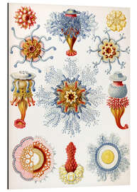 Aluminium print Siphonophores, Siphonophorae (Art Forms in Nature, 1899)