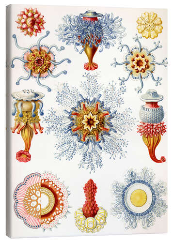 Canvas print Siphonophores, Siphonophorae (Art Forms in Nature, 1899)