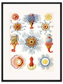 Gerahmter Kunstdruck Staatsquallen, Siphonophorae (Kunstformen der Natur, 1899)