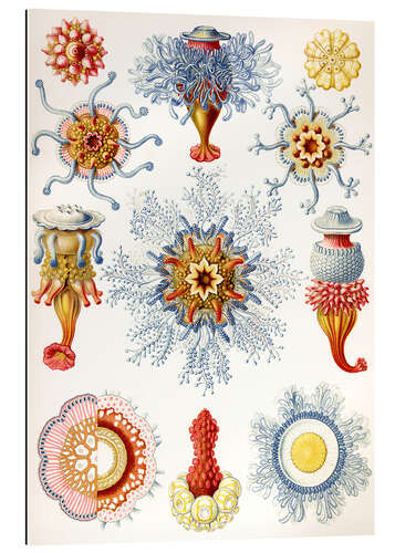 Gallery print Siphonophores, Siphonophorae (Art Forms in Nature, 1899)