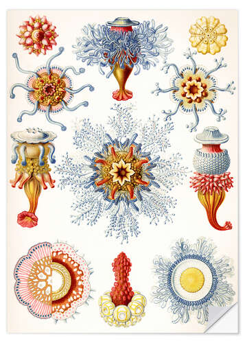 Sticker mural Siphonophores, Siphonophorae (Formes artistiques de la nature, 1899)