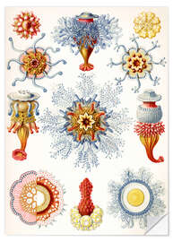 Wall sticker Siphonophores, Siphonophorae (Art Forms in Nature, 1899)