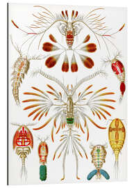 Tableau en aluminium Copépodes, Copepoda (Formes artistiques de la nature, 1899)