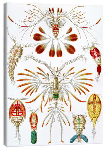 Stampa su tela Copepodi, Copepoda (Le forme d'arte della natura, 1899)