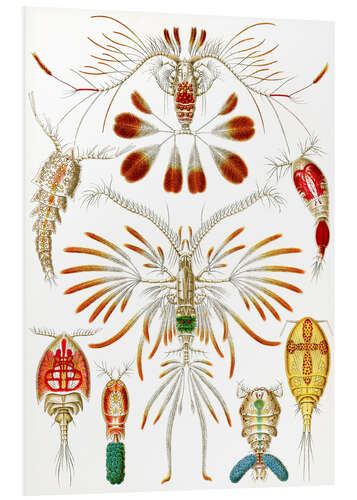 Stampa su PVC Copepodi, Copepoda (Le forme d'arte della natura, 1899)