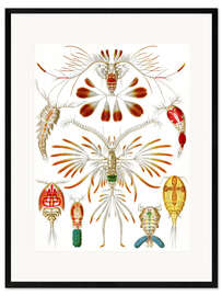 Gerahmter Kunstdruck Ruderkrebse, Copepoda (Kunstformen der Natur, 1899)