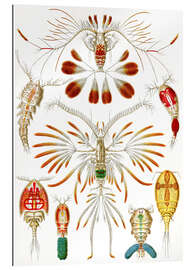 Galleritryk Vandlopper, Copepoda (Naturens kunstformer, 1899)