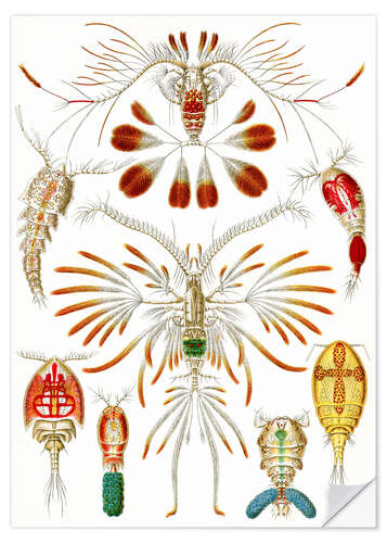 Sticker mural Copépodes, Copepoda (Formes artistiques de la nature, 1899)