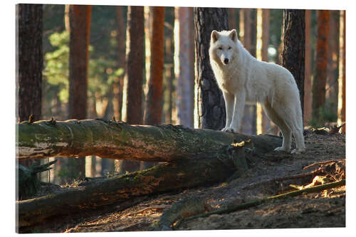 Acrylglasbild Tiere Wolf