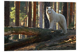 Tableau en PVC Loup sur une branche