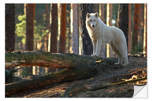 Sticker mural Loup sur une branche