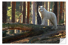 Selvklebende plakat Animals Wolf