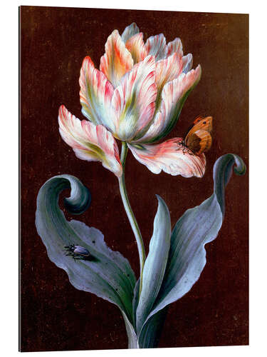 Gallery print Parrot tulip with butterfly and beetle