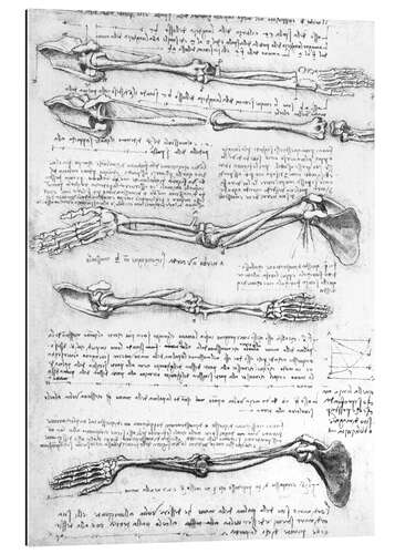 Galleritryk Anatomical study of the arm