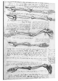 Magnettafel Knochen der Arme