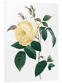 Foam board print Rosa indica