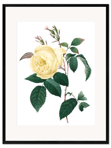 Innrammet kunsttrykk Rosa indica