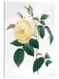 Gallery print Rosa indica