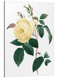 Magnettafel Rosa indica