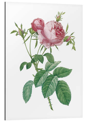 Aluminium print Rosa centifolia