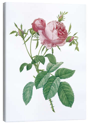 Canvas print Rosa centifolia