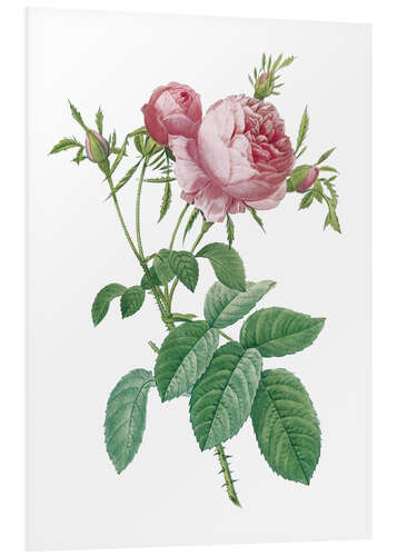 Foam board print Rosa centifolia