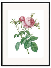 Gerahmter Kunstdruck Rosa centifolia