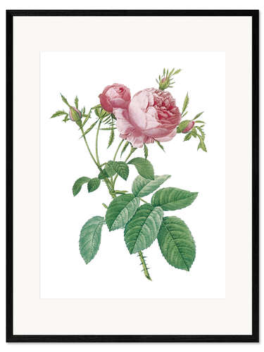 Framed art print Rosa centifolia