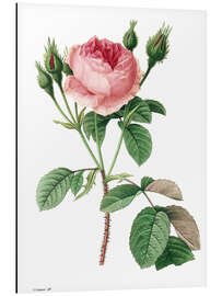 Magnettafel Moosrose (Rosa muscosa)