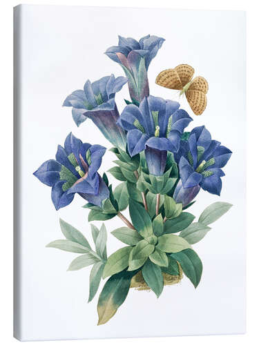 Canvas print Gentiana acaulis