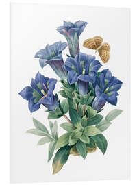 Foam board print Gentiana acaulis