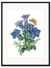 Gerahmter Kunstdruck Kochscher Enzian (Gentiana acaulis)