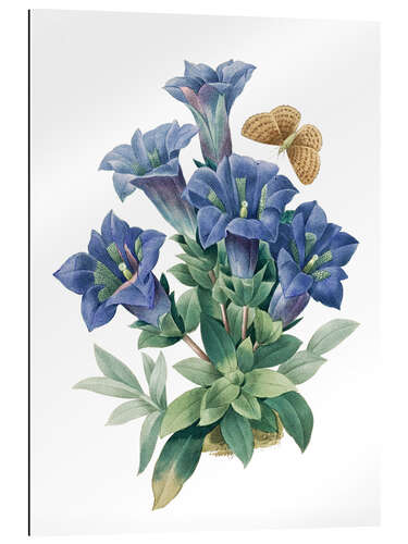 Gallery print Gentiana acaulis