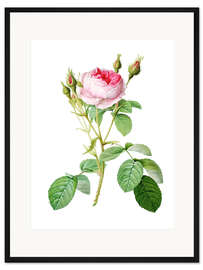 Gerahmter Kunstdruck Moosrose