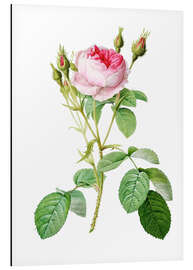 Magnettafel Moosrose