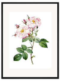 Gerahmter Kunstdruck Damastener Rose