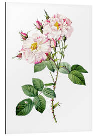 Magnettafel Damastener Rose